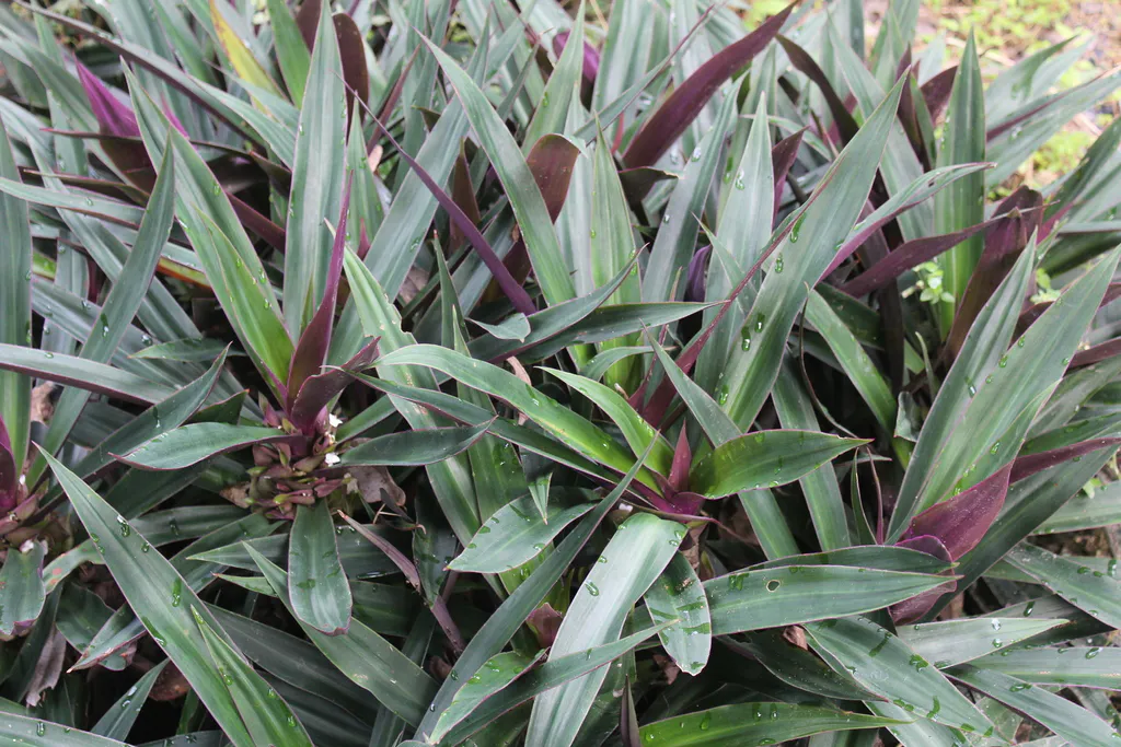Dense cluster of sword-shaped leaves.