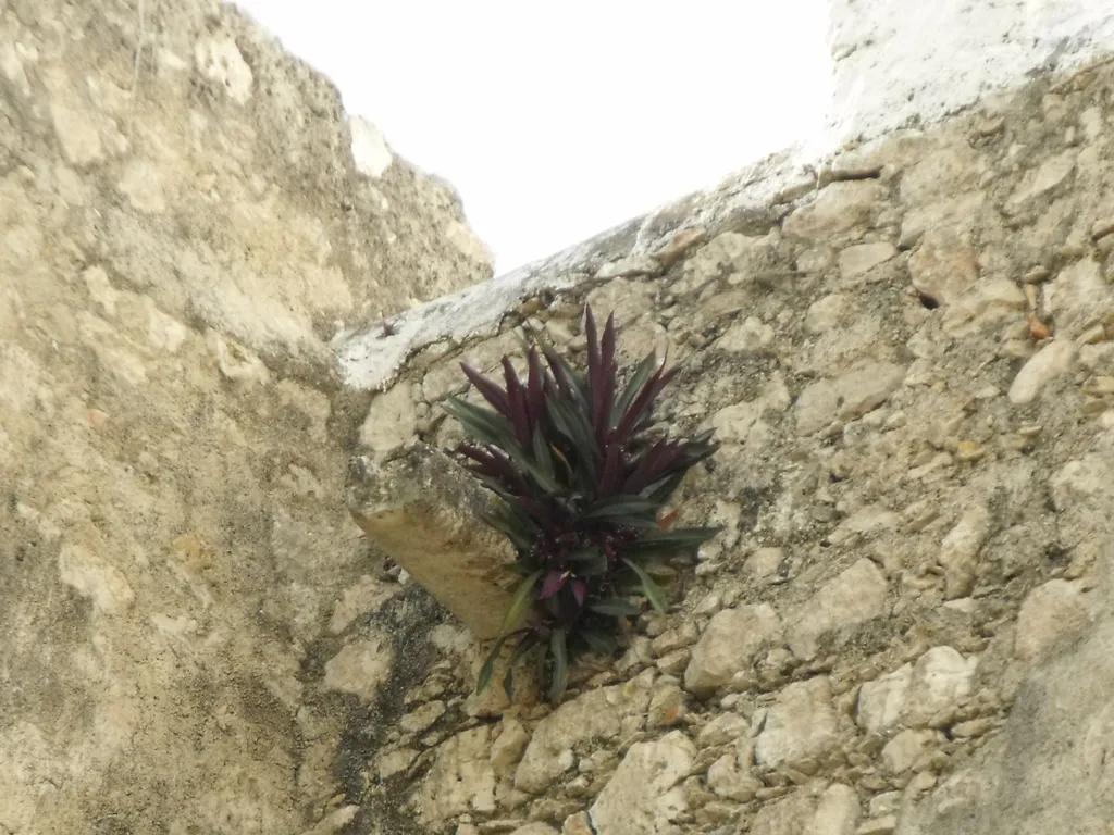 Purple-leaved rosettes on a stone wall.