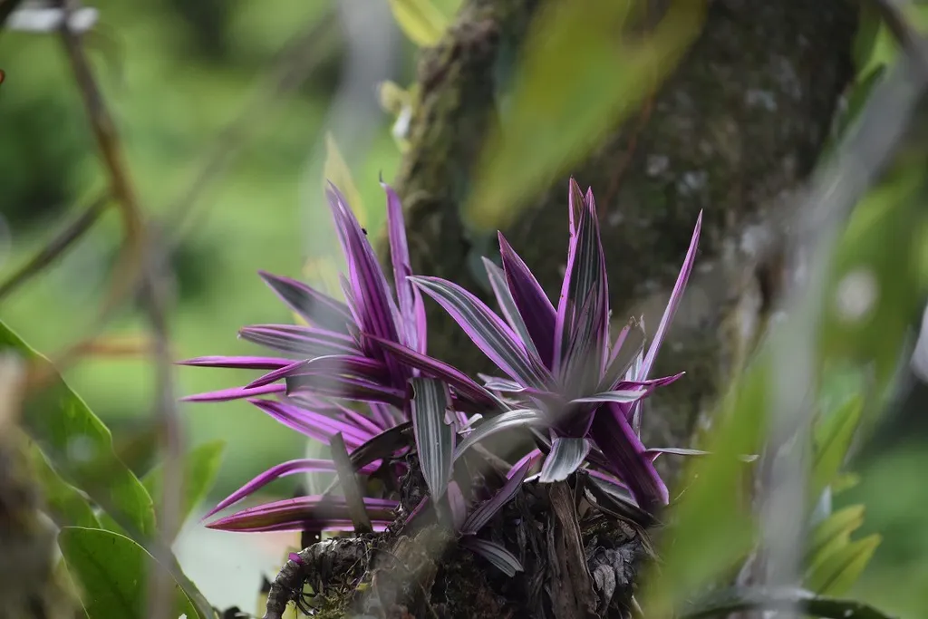 Small purple rosettes against a trunk.