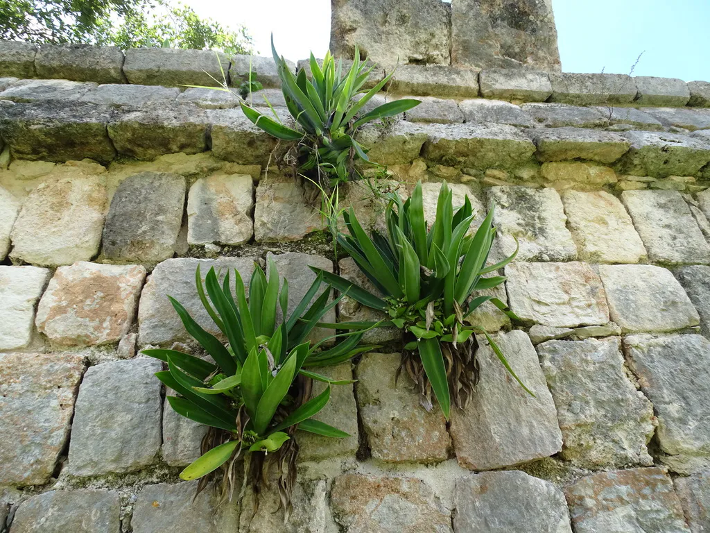 Green rosettes emerging between masonry blocks.